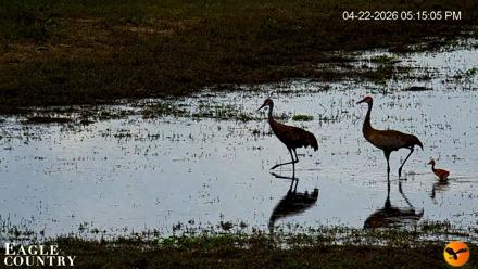 Southwest Florida River Wildlife Live Cams - Apr 22, 2026, 8:17pm EDT