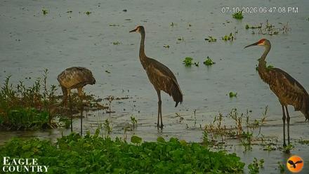 Southwest Florida River Wildlife Live Cams - Jul 10, 2026, 6:48pm EDT