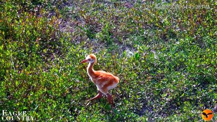 Southwest Florida River Wildlife Live Cams - Apr 22, 2026, 8:20pm EDT