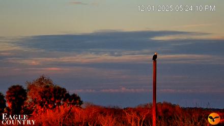 Southwest Florida River Wildlife Live Cams - Dec 1, 2025, 5:25pm EST