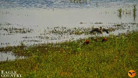 Southwest Florida River Wildlife Live Cams - Aug 28, 2026, 12:45pm EDT