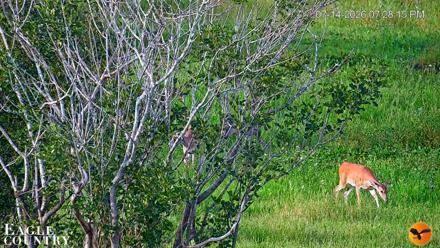 Southwest Florida River Wildlife Live Cams - Jul 14, 2026, 7:29pm EDT