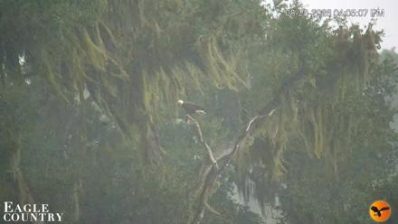 Southwest Florida River Wildlife Live Cams - Aug 28, 2026, 4:06pm EDT