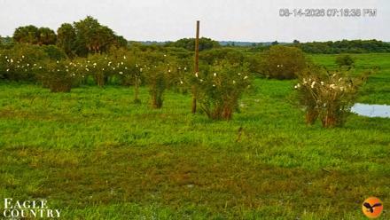 Southwest Florida River Wildlife Live Cams - Aug 14, 2026, 7:17pm EDT