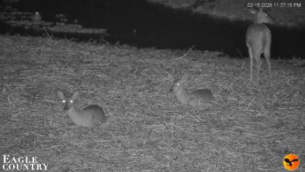 Southwest Florida River Wildlife Live Cams - Feb 15, 2026, 11:38pm EST