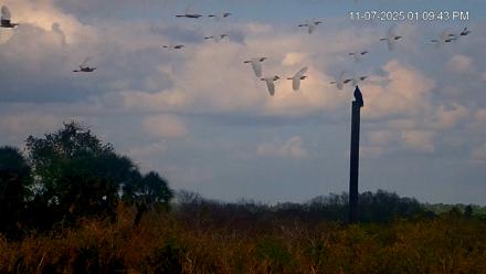 Southwest Florida River Wildlife Live Cams - Nov 7, 2025, 4:54pm EST