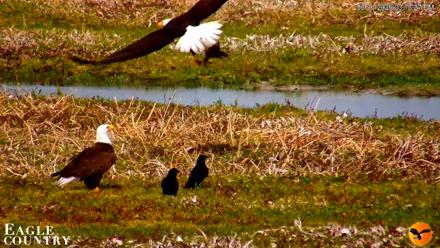 Southwest Florida River Wildlife Live Cams - Mar 1, 2026, 11:30pm EST