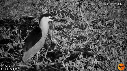 Southwest Florida River Wildlife Live Cams - Jul 13, 2026, 11:18pm EDT