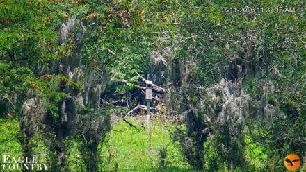 Southwest Florida River Wildlife Live Cams - Jul 11, 2026, 11:38am EDT