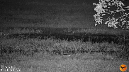 Southwest Florida River Wildlife Live Cams - Oct 1, 2026, 9:04pm EDT