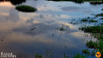Southwest Florida River Wildlife Live Cams - Aug 4, 2026, 8:21pm EDT