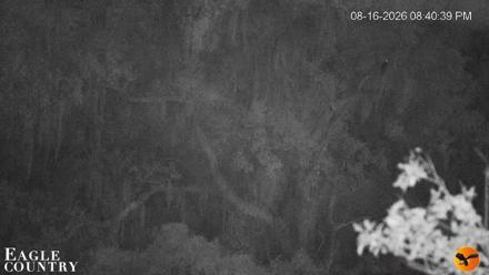 Southwest Florida River Wildlife Live Cams - Aug 16, 2026, 8:41pm EDT