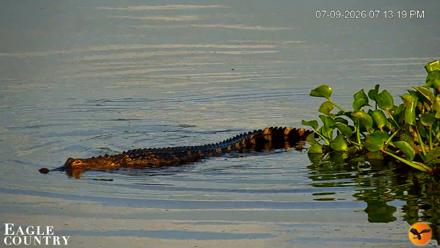 Southwest Florida River Wildlife Live Cams - Jul 9, 2026, 8:08pm EDT