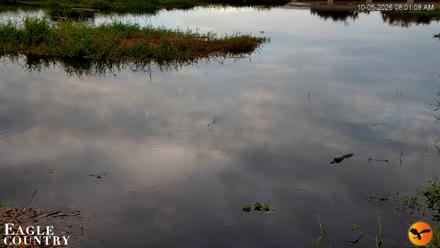 Southwest Florida River Wildlife Live Cams - Oct 5, 2026, 8:01am EDT