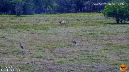 Southwest Florida River Wildlife Live Cams - Apr 23, 2026, 4:37pm EDT