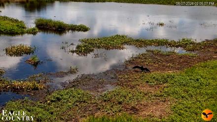 Southwest Florida River Wildlife Live Cams - Jun 7, 2026, 2:05pm EDT