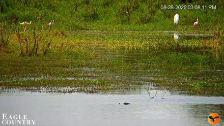 Southwest Florida River Wildlife Live Cams - Aug 28, 2026, 3:09pm EDT