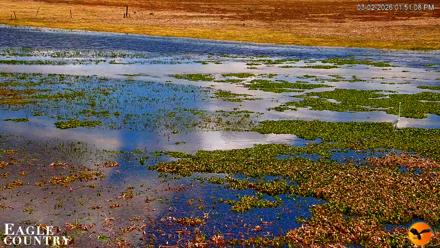 Southwest Florida River Wildlife Live Cams - Mar 2, 2026, 1:52pm EST