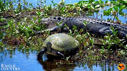 Southwest Florida River Wildlife Live Cams - May 5, 2026, 5:24pm EDT