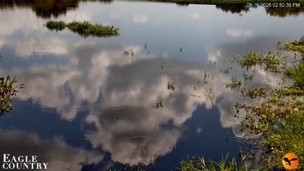 Southwest Florida River Wildlife Live Cams - Aug 16, 2026, 2:50pm EDT