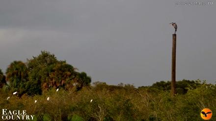Southwest Florida River Wildlife Live Cams - Sep 11, 2026, 5:49pm EDT