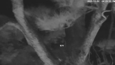 Blackwater Wildlife Refuge Raptor Nest Live Cam - Dec 2, 2025, 8:26pm EST