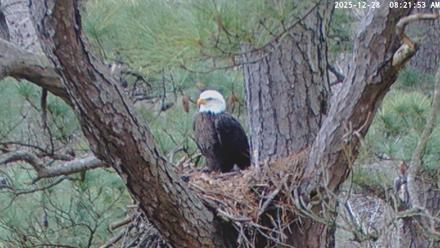 Blackwater Wildlife Refuge Raptor Nest Live Cam - Dec 28, 2025, 8:22am EST