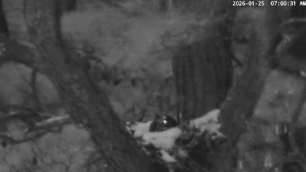 Blackwater Wildlife Refuge Raptor Nest Live Cam - Jan 25, 2026, 7:01am EST