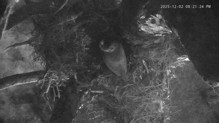 Blackwater Wildlife Refuge Raptor Nest Live Cam - Dec 2, 2025, 8:22pm EST