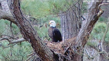 Blackwater Wildlife Refuge Raptor Nest Live Cam - Dec 28, 2025, 8:28am EST