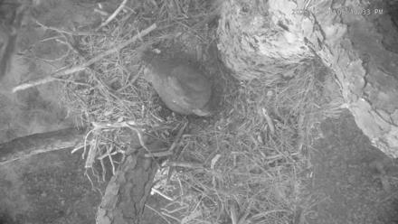 Blackwater Wildlife Refuge Raptor Nest Live Cam - Dec 1, 2025, 5:11pm EST