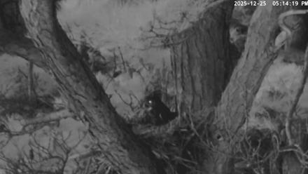 Blackwater Wildlife Refuge Raptor Nest Live Cam - Dec 25, 2025, 5:14pm EST