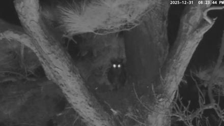 Blackwater Wildlife Refuge Raptor Nest Live Cam - Dec 31, 2025, 8:24pm EST