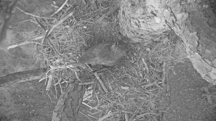 Blackwater Wildlife Refuge Raptor Nest Live Cam - Dec 12, 2025, 5:04pm EST