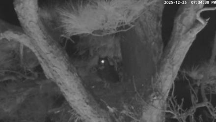 Blackwater Wildlife Refuge Raptor Nest Live Cam - Dec 25, 2025, 7:35pm EST