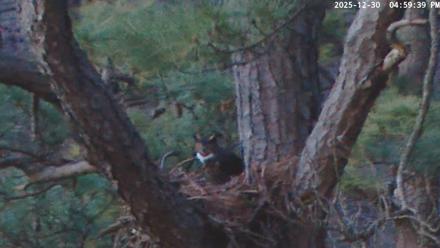 Blackwater Wildlife Refuge Raptor Nest Live Cam - Dec 30, 2025, 5:00pm EST