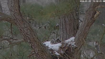 Blackwater Wildlife Refuge Raptor Nest Live Cam - Jan 25, 2026, 10:30am EST