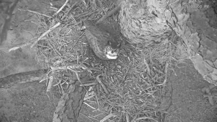 Blackwater Wildlife Refuge Raptor Nest Live Cam - Dec 24, 2025, 5:00pm EST