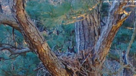 Blackwater Wildlife Refuge Raptor Nest Live Cam - Jan 24, 2026, 7:54am EST