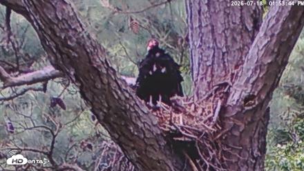 Blackwater Wildlife Refuge Raptor Nest Live Cam - Jul 18, 2026, 1:54pm EDT