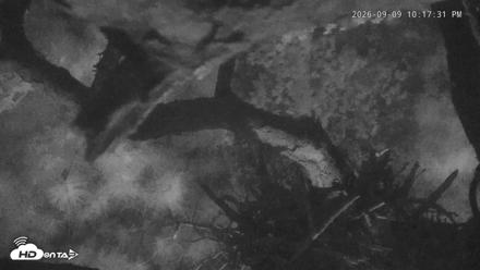 Blackwater Wildlife Refuge Raptor Nest Live Cam - Sep 9, 2026, 10:18pm EDT