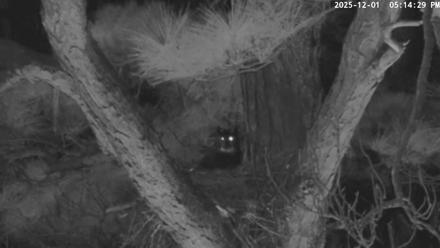 Blackwater Wildlife Refuge Raptor Nest Live Cam - Dec 1, 2025, 5:15pm EST
