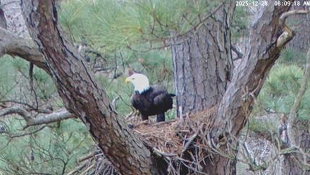 Blackwater Wildlife Refuge Raptor Nest Live Cam - Dec 28, 2025, 8:10am EST
