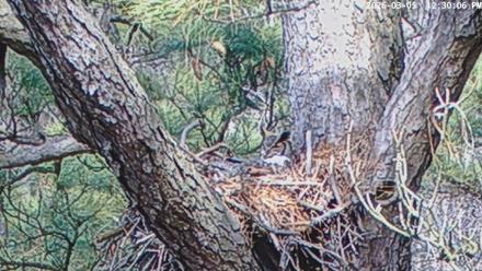 Blackwater Wildlife Refuge Raptor Nest Live Cam - Mar 5, 2026, 12:30pm EST
