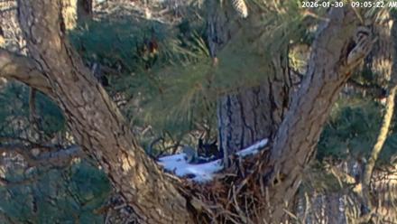 Blackwater Wildlife Refuge Raptor Nest Live Cam - Jan 30, 2026, 9:06am EST