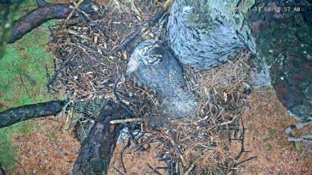 Blackwater Wildlife Refuge Raptor Nest Live Cam - Jan 18, 2026, 8:52am EST