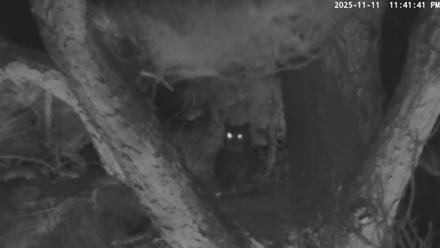 Blackwater Wildlife Refuge Raptor Nest Live Cam - Nov 11, 2025, 11:43pm EST
