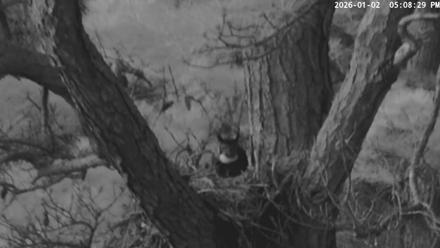Blackwater Wildlife Refuge Raptor Nest Live Cam - Jan 2, 2026, 5:09pm EST