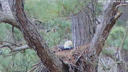Blackwater Wildlife Refuge Raptor Nest Live Cam - Dec 28, 2025, 8:08am EST