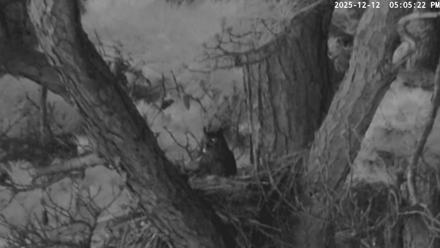 Blackwater Wildlife Refuge Raptor Nest Live Cam - Dec 12, 2025, 5:06pm EST